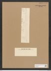 Diatomeae indet. Zeichnungen Sammlung Grunow Nr. 4511 (NHMW-BOT-W0372480)